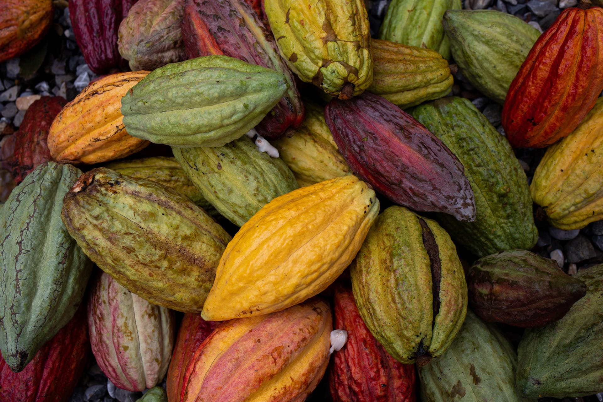 Multicoloured cocoa pods on the Xol chocolate farm in Copan, Honduras