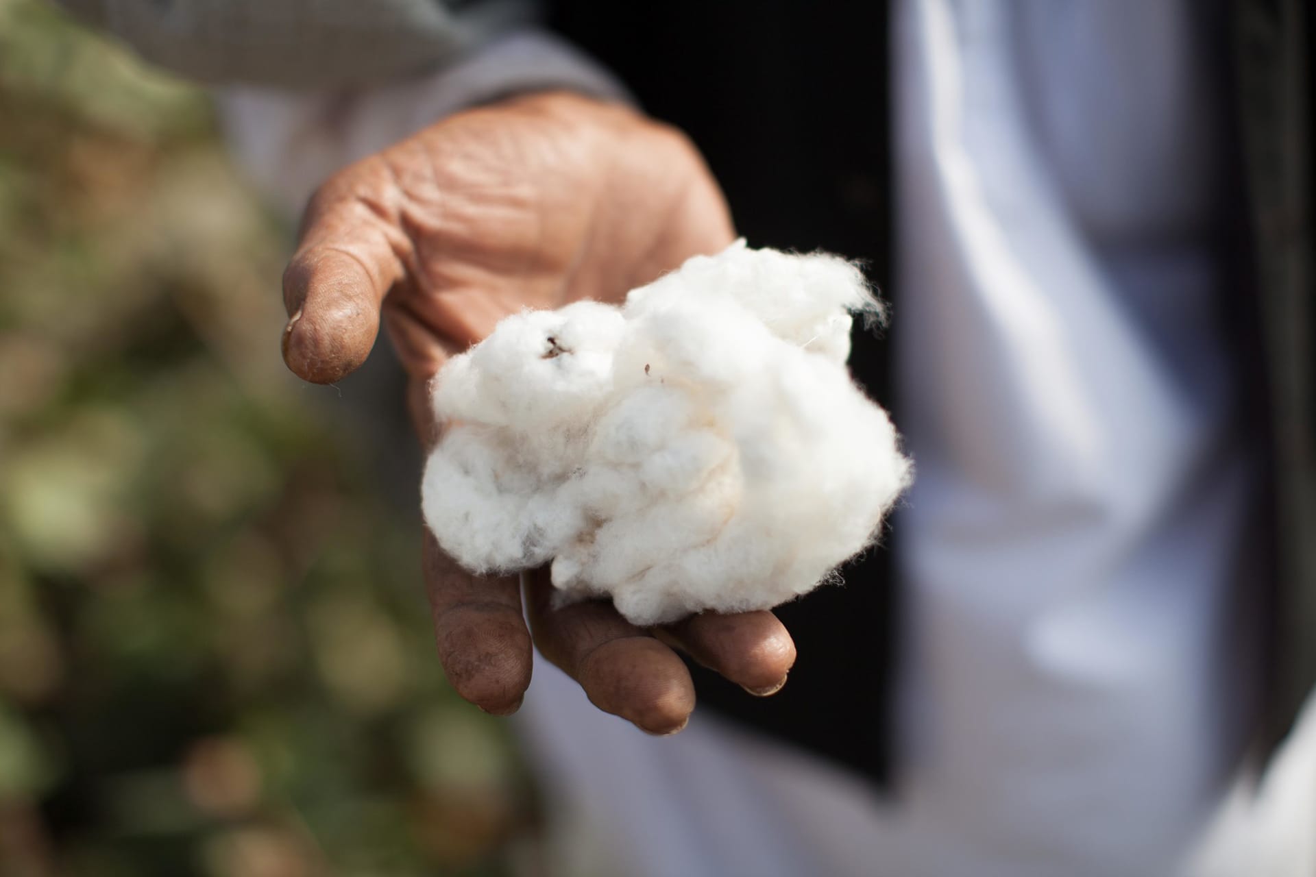 A cotton farmer holds a handful of raw cotton in Rapar district, Gujarat, India.