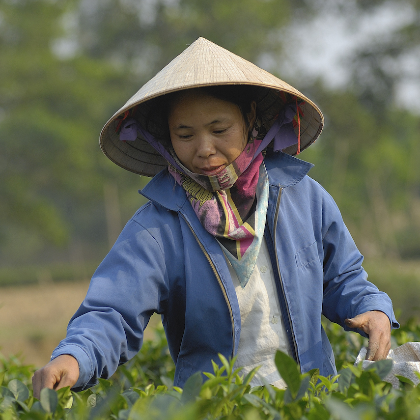Coop Thien Hoang Organic Tea Club, tea producers