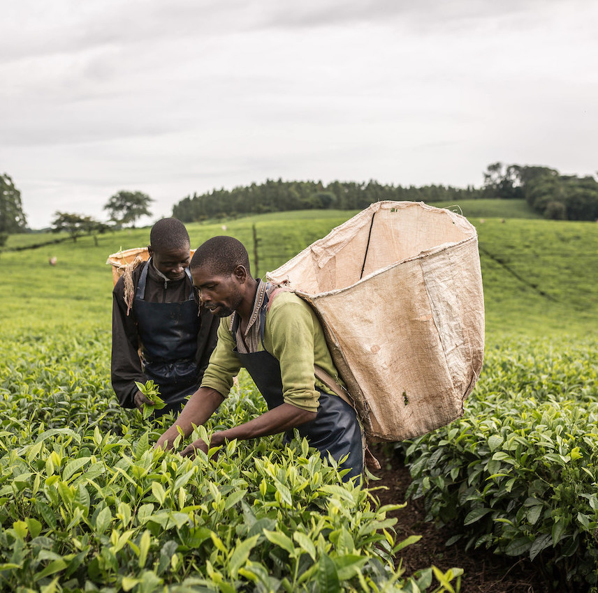 Satemwa Tea Malawi, 2017