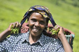 Margareth Njeri picking tea leaves