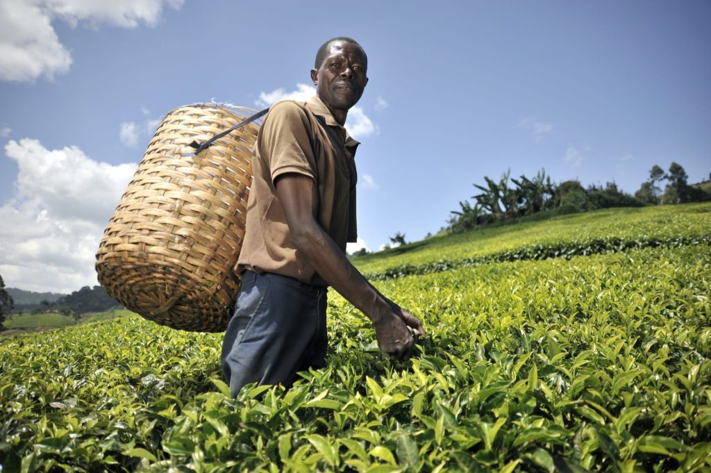 Charles Njuguna picking tea leaves in his field near Othaya