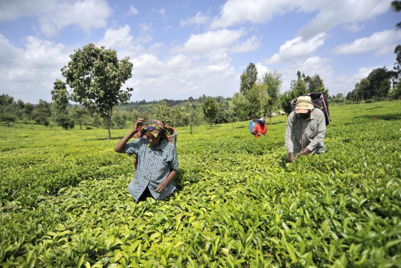 Photo des agriculteurs John Mugo, Margareth Njeri et Simon Wambugo cueillant des feuilles de thé dans le champ près d'Othaya.
