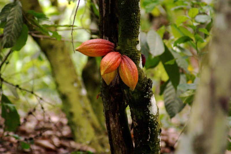 Image de cabosses de cacao dans une ferme de Kuapa Kokoo