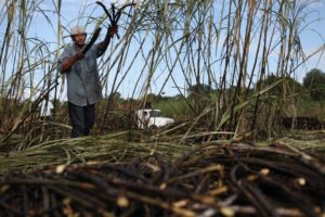 Francisco Hernandez cuts sugar cane at the plot of local BSCFA member Leocadio Hoy.