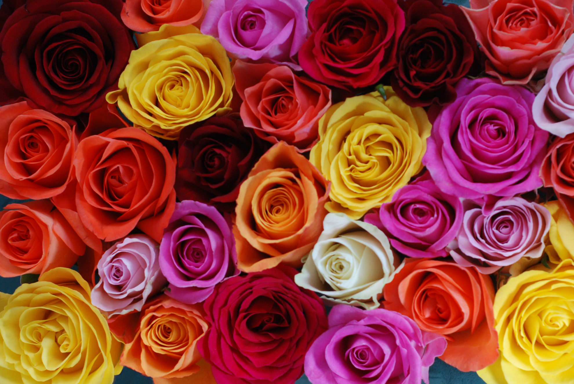 Flowers - roses - Fairtrade Canada