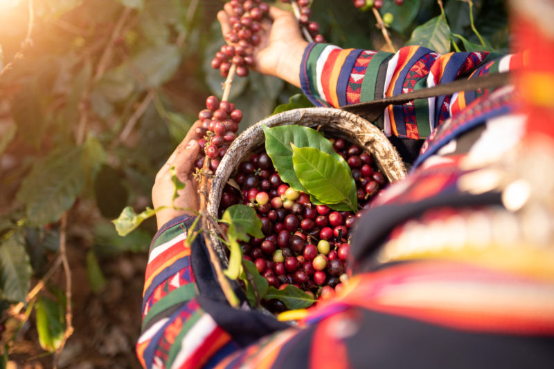 Akha woman picking red coffee beans