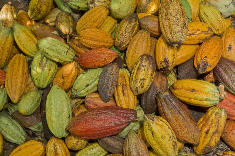 production durable de cacao