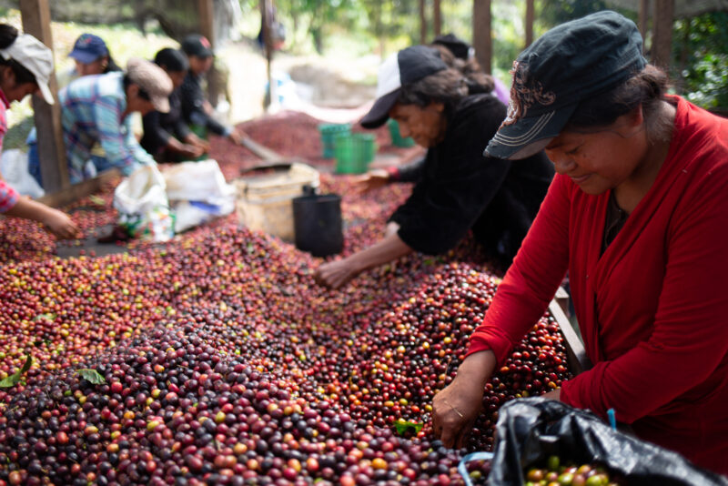Women work sorting freshly-picked coffee on the Clave del Sol farm, part of the COMSA coop in Marcala, Honduras.